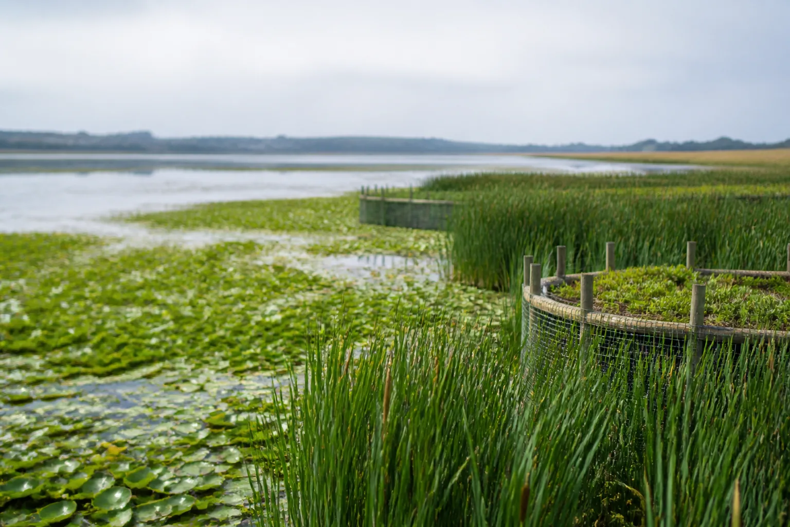 California Coastal Commission Greenlights $1 B Mission Bay Marshland Restoration